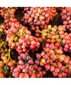 Weinrebe Kalina im Topf, 2L