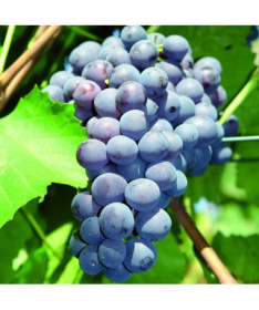 Agat Don's Weinrebe im Topf, 2L