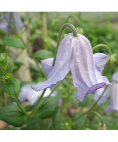 Clematis Hanna (viticella) Topf, 4L