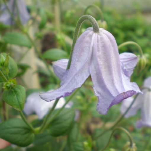 Clematis Hanna (viticella) Topf, 4L