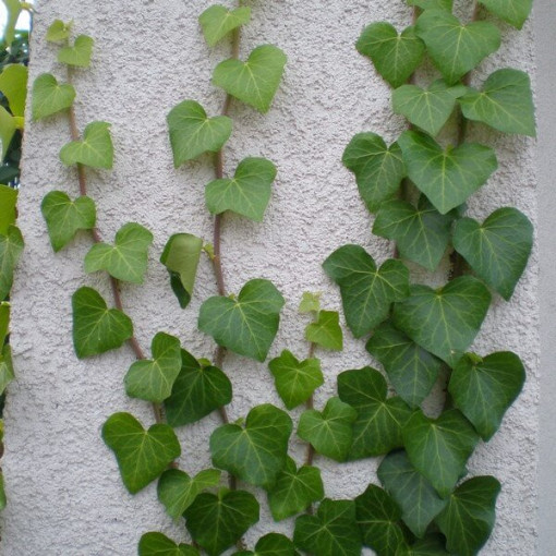 Irische Efeu Topf, 2L