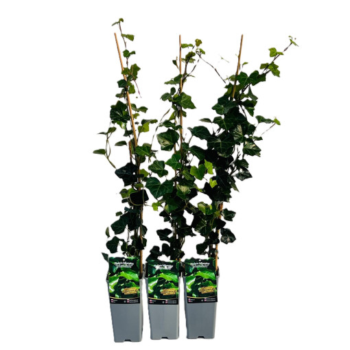 Irische Efeu Topf, 2L