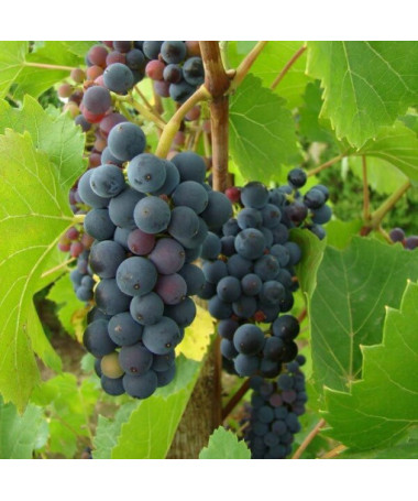 Weinrebe Nero Topf, 2L