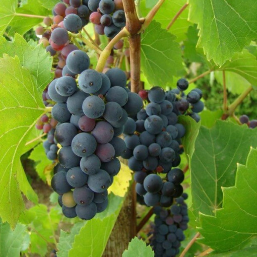 Weinrebe Nero Topf, 2L