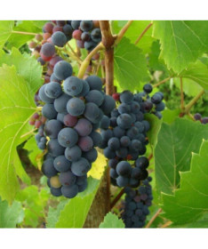 Weinrebe Nero Topf, 2L