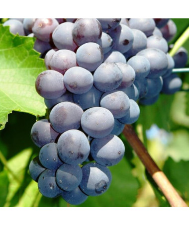 Weinrebe Nero Topf, 2L