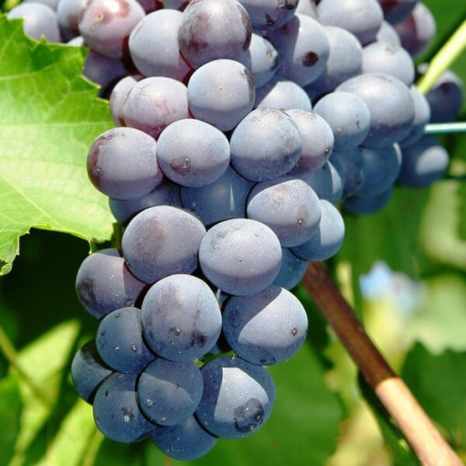 Weinrebe Nero Topf, 2L