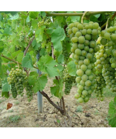 Weinrebe Perła Zali Topf, 2L