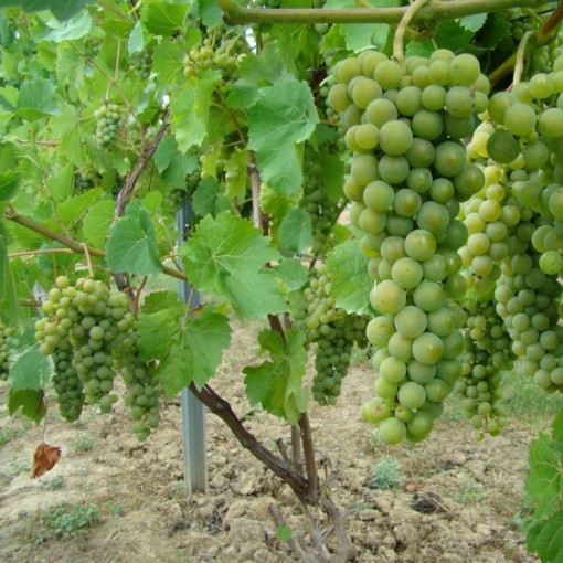Weinrebe Perła Zali Topf, 2L