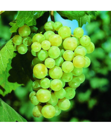 Weinrebe Iza Zaliwska Topf, 2L