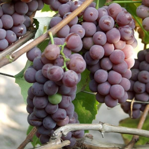 Lidia Traube FROSTBESTÄNDIG, 2L