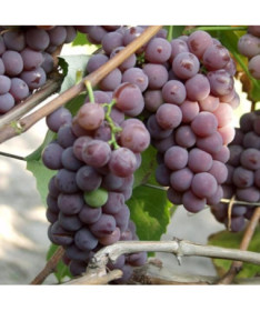 Lidia Traube FROSTBESTÄNDIG, 2L