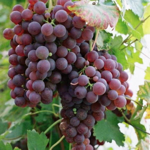 Weinrebe Chrupka Pink, 2L