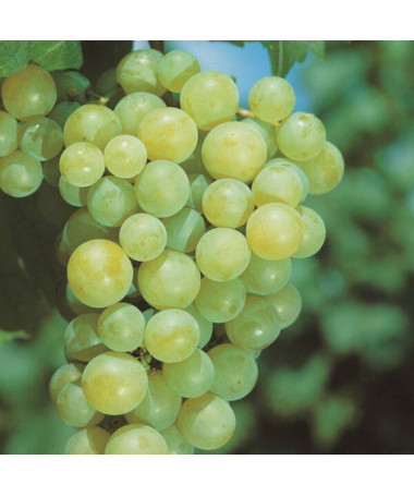 Weinrebe Aurora Topf, 2L