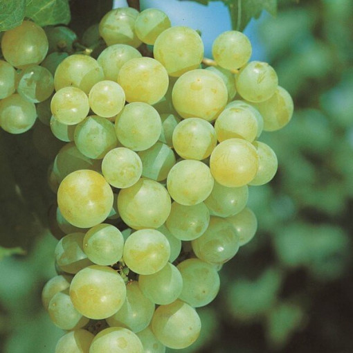 Weinrebe Aurora Topf, 2L