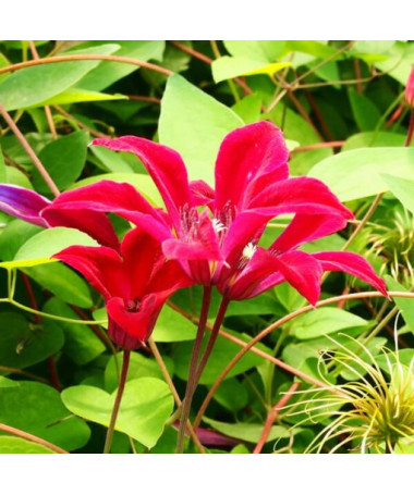 Clematis Gravetye Beauty (botanisch) 4L Topf