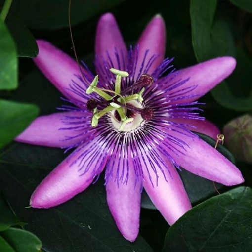 Passiflora (Passionsblume) Lavender Lady P9/C1