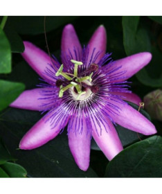 Passiflora (Passionsblume) Lavender Lady P9/C1