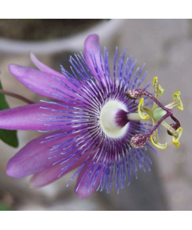 Passiflora (Passionsblume) Lavender Lady P9/C1