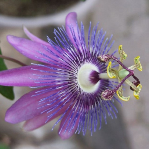 Passiflora (Passionsblume) Lavender Lady P9/C1