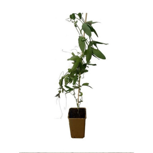 Passiflora (Passionsblume) Lavender Lady P9/C1