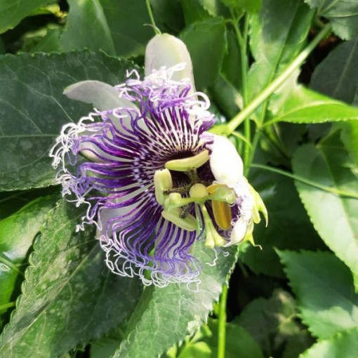 Passiflora (Passionsblume) Edulis P9/C1