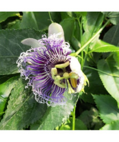 Passiflora (Passionsblume) Edulis P9/C1