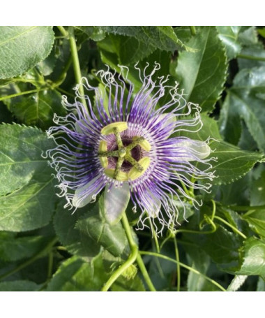 Passiflora (Passionsblume) Edulis P9/C1