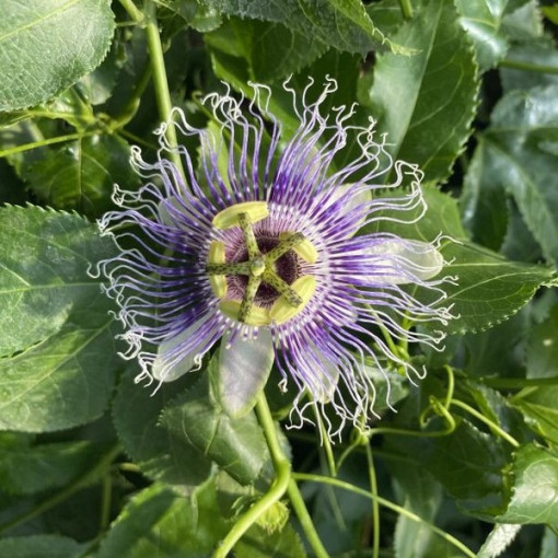 Passiflora (Passionsblume) Edulis P9/C1