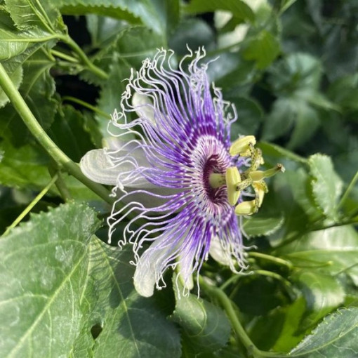 Passiflora (Passionsblume) Edulis P9/C1