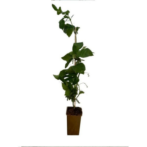 Passiflora (Passionsblume) Edulis P9/C1