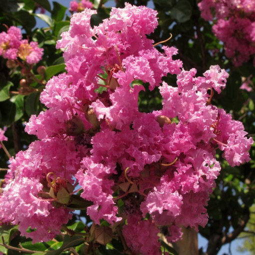 Indische Lagerstroemia (Prachtflieder) P9/C1
