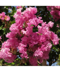 Indische Lagerstroemia (Prachtflieder) P9/C1