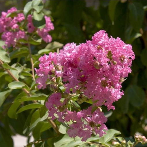Indische Lagerstroemia (Prachtflieder) P9/C1