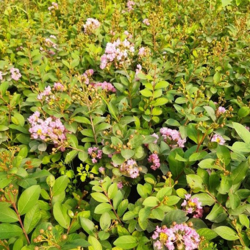 Indische Lagerstroemia (Prachtflieder) P9/C1