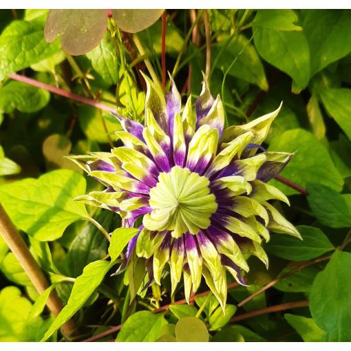 Clematis 'Taiga®'P9/C1