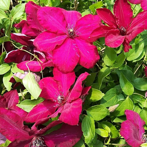 Clematis Stefan Franczak poj. 2 L