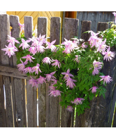 Klematis botanisch Markham's Pink 2L Topf