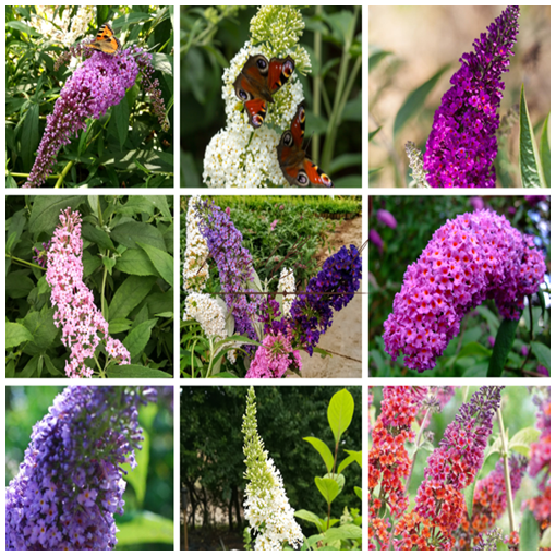 Set aus 3 Stück - Buddleia im 2L Topf