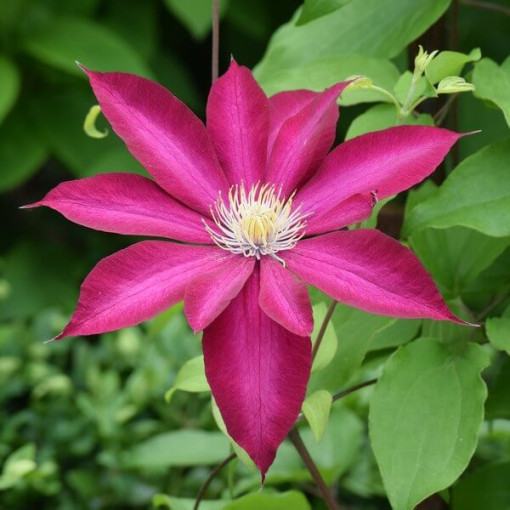 Clematis 'Kakio Pink Champagne' 2L Topf