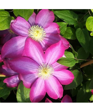 Clematis 'Kakio Pink Champagne' 2L Topf