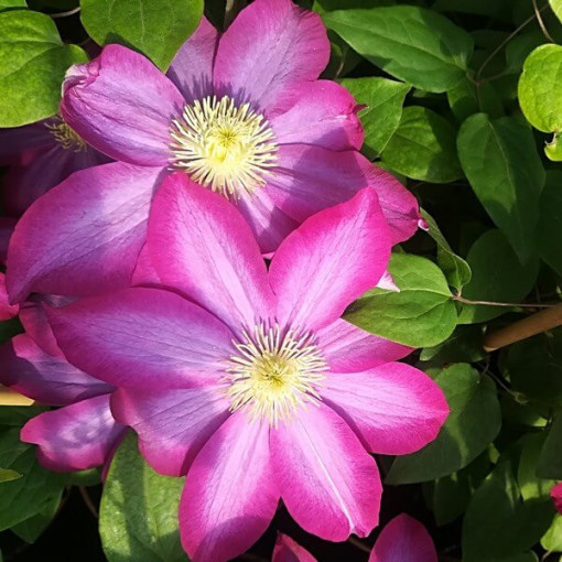 Clematis 'Kakio Pink Champagne' 2L Topf