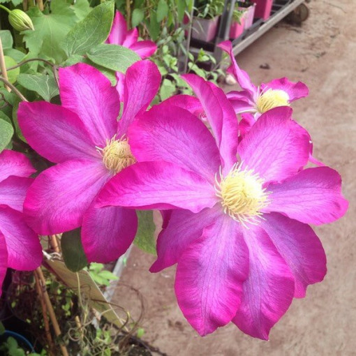 Clematis 'Kakio Pink Champagne' 2L Topf
