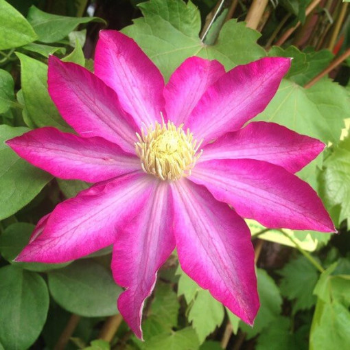 Clematis 'Kakio Pink Champagne' 2L Topf