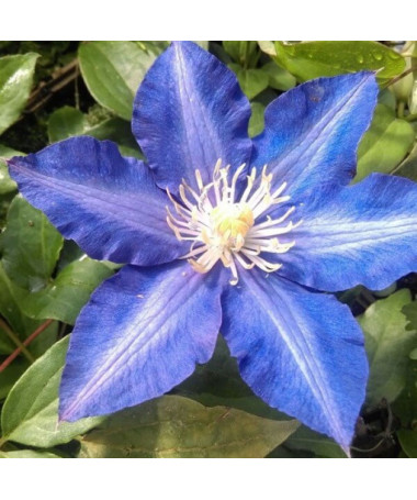 Clematis Rhapsody, 2L Topf