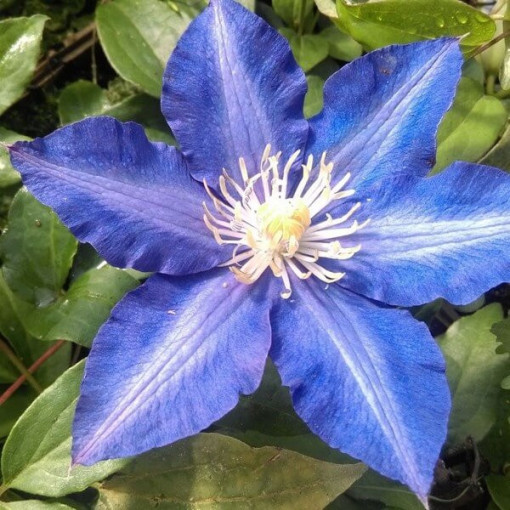 Clematis Rhapsody, 2L Topf