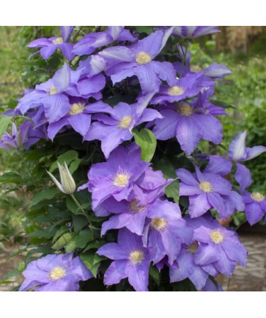Clematis Rhapsody, 2L Topf