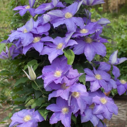 Clematis Rhapsody, 2L Topf