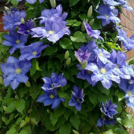 Clematis Rhapsody, 2L Topf