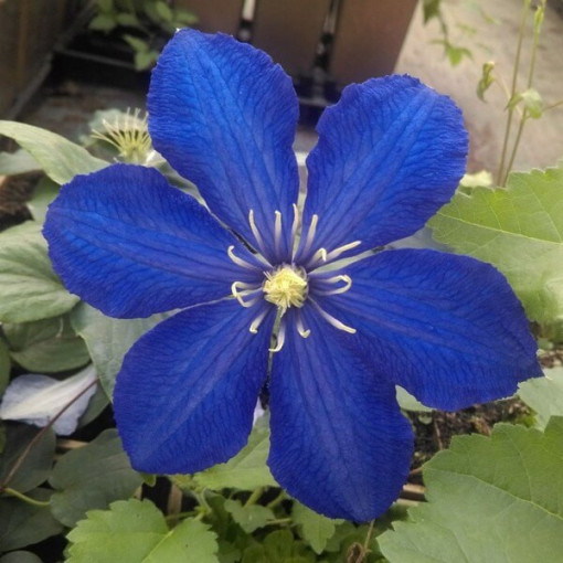 Clematis Rhapsody, 2L Topf